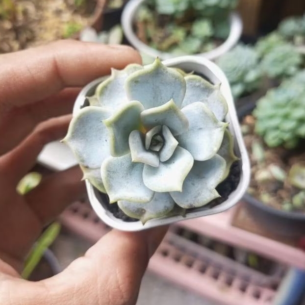 Tanaman Hias Sukulen Echeveria Lilacina