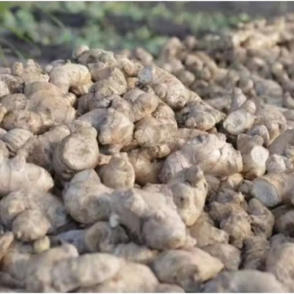 kunyit hitam obat jantung kualitas terbaik 250gram