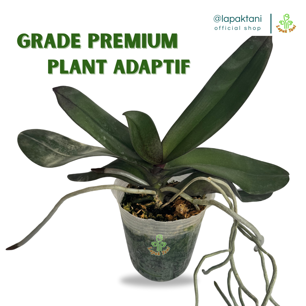 Bunga Anggrek Bulan Dewasa – Siap Berbunga – Anggrek Hidup