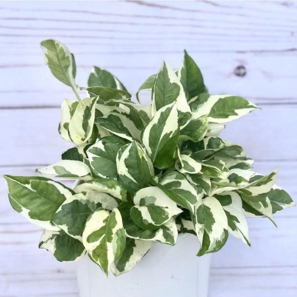 Sirih Gading Variegata Cutting 15cm • 3–4 Daun Putih Segar • Siap Tanam + Bonus Tanah & Polybag • Pa