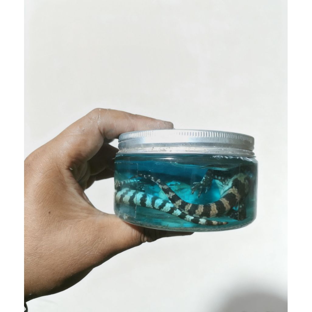 Koleksi Botol Kaca KadalPanana