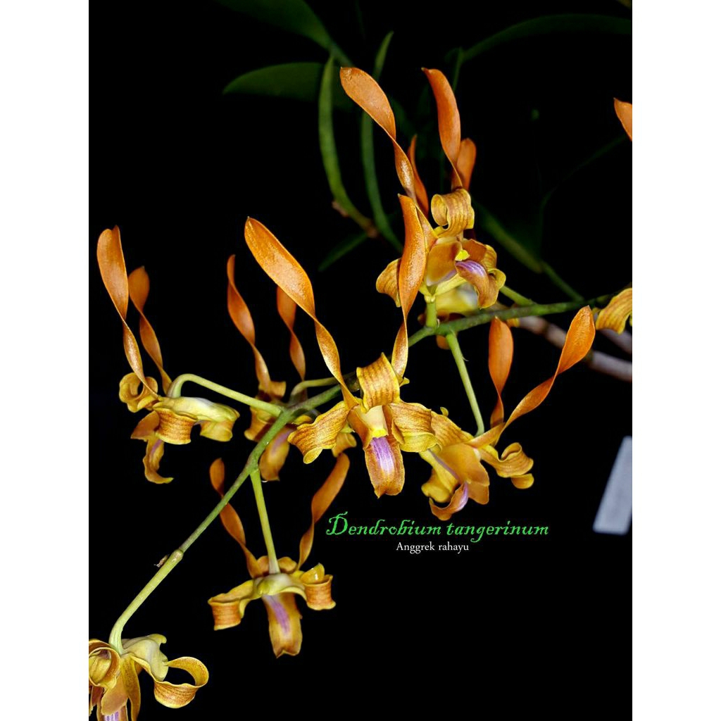 Anggrek Dendrobium Tangerinum
