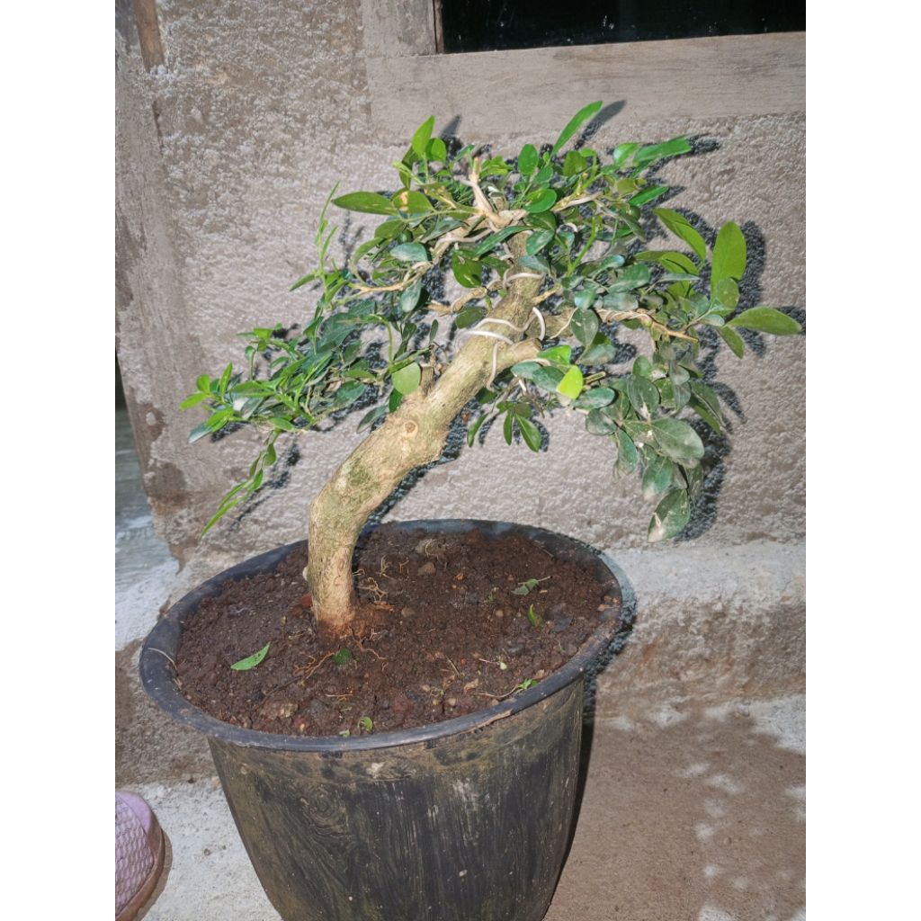 bonsai kemuning
