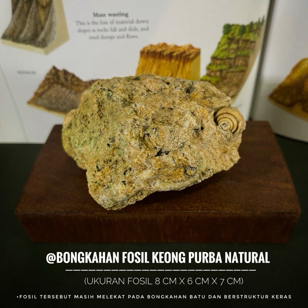 Bongkahan Fosil Keong Purba Natural atau Fosil Kerang atau Fosil Kol Buntet Temuan atau Fossil Snail