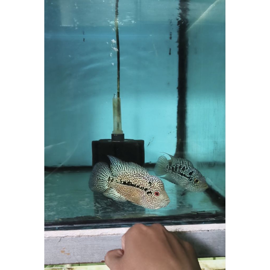 Ikan Louhan Cencu #01