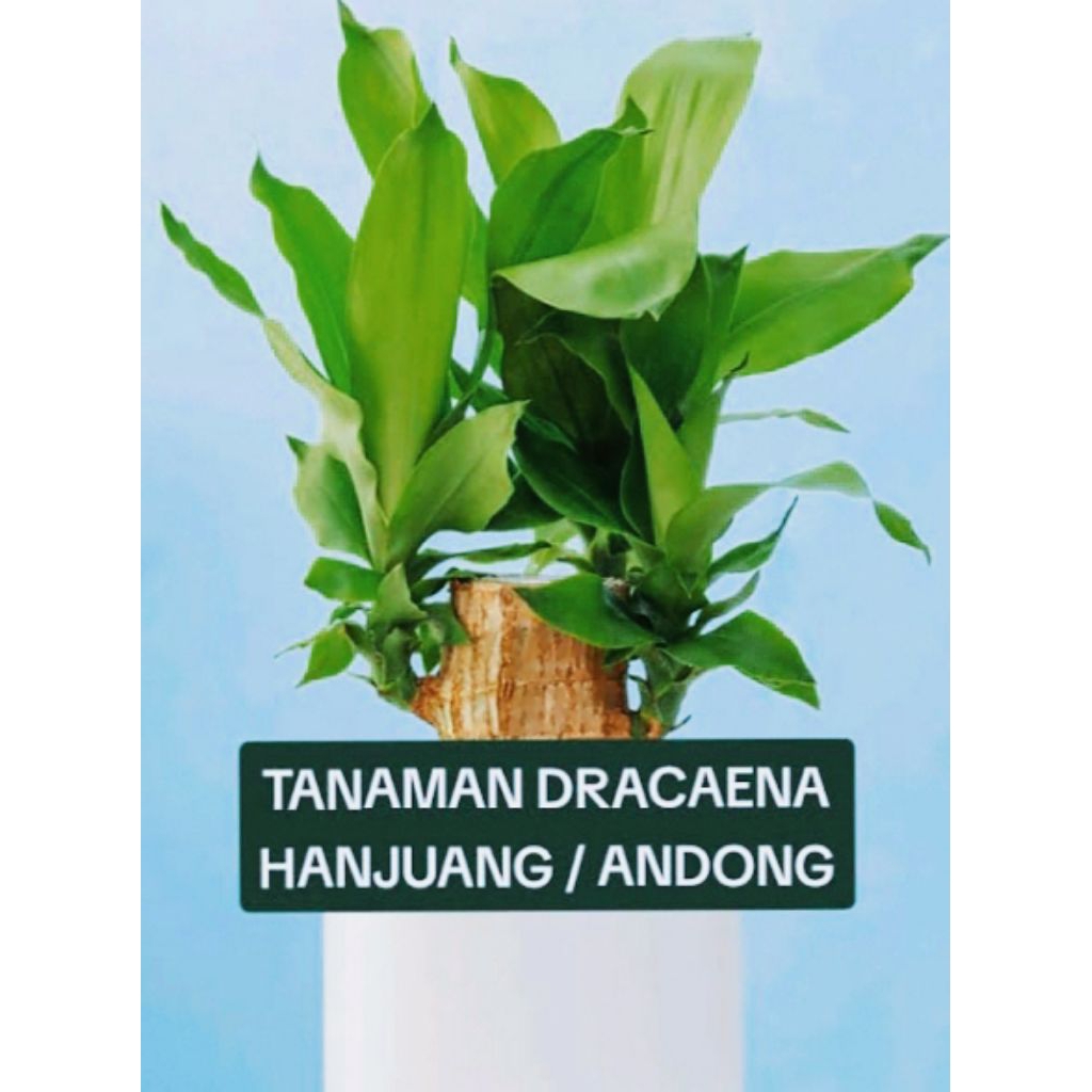 Bibit Pohon Hanjuang Hijau - Andong Hijau - Tanaman Hias Outdoor Hanjuang Hijau - Andong Hijau.