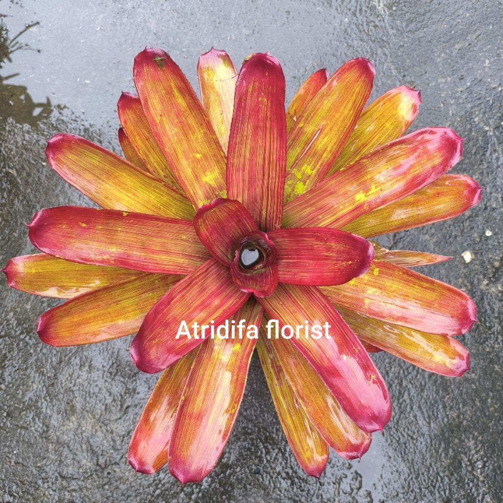 Bromelia Rosea Striata - neoregelia coklat garis tanaman hias