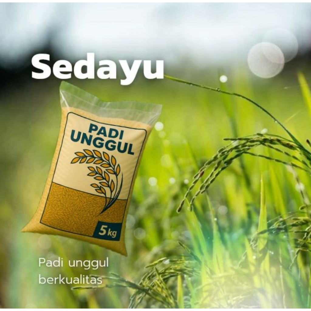 benih padi sedayu kemasan 5 kg