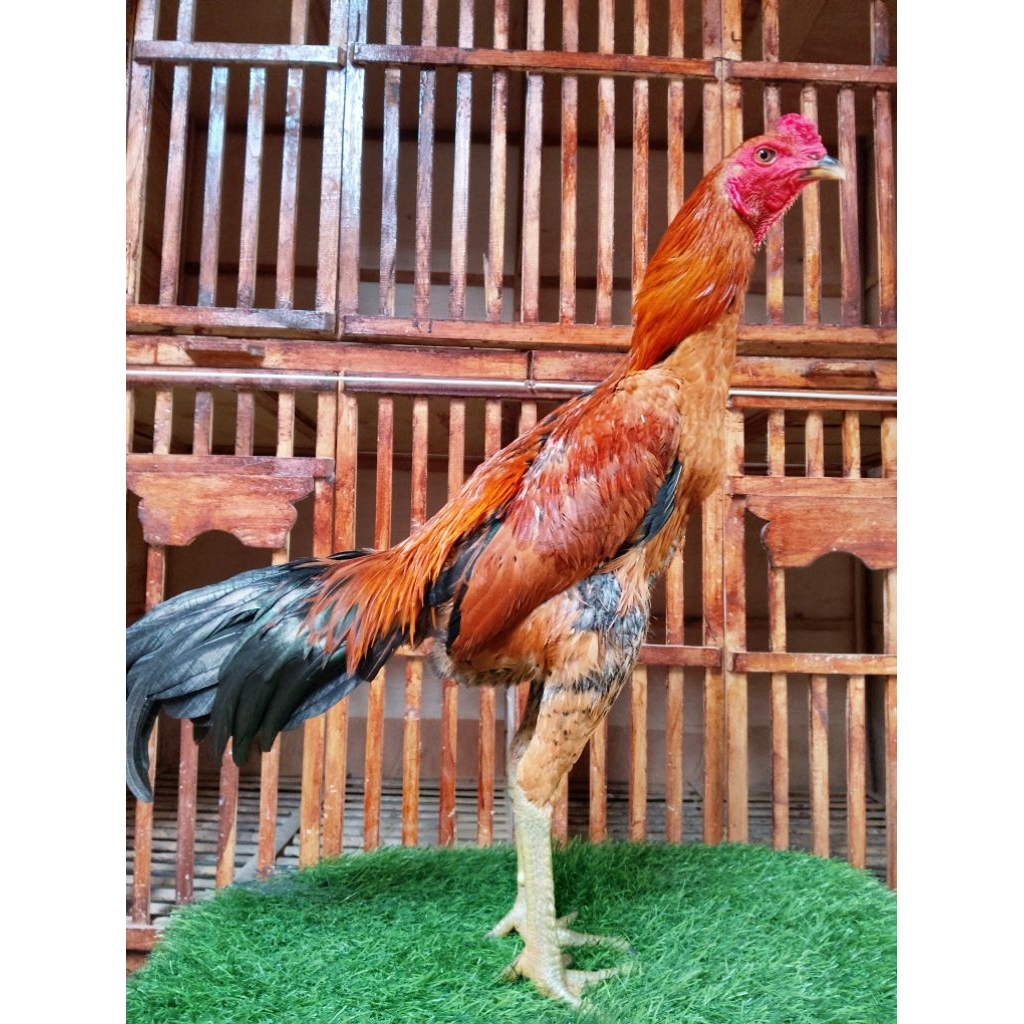 Mangon iq Tulangan mewah