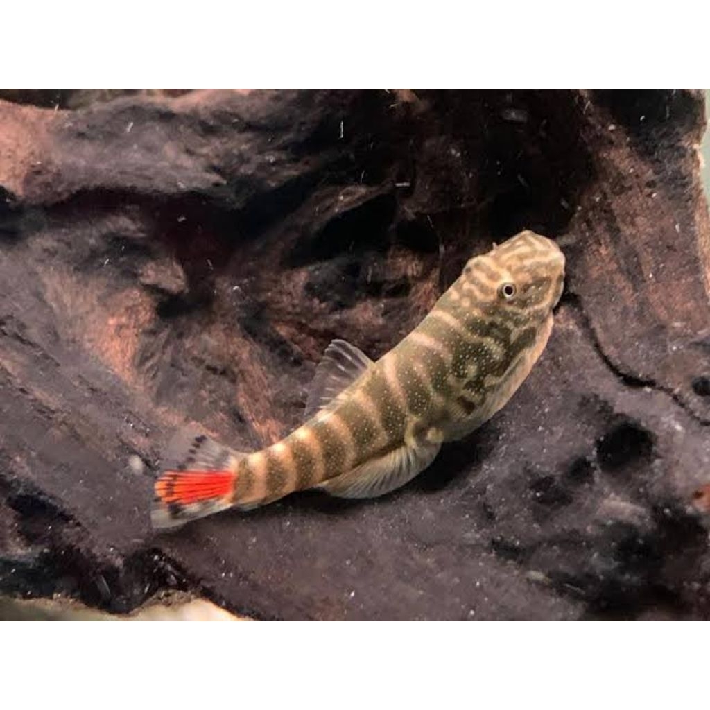 Borneo sucker, gastromyzon sk02 ikan pemakan alga