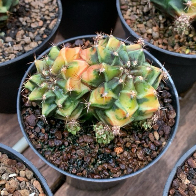 Kaktus Gymno Rootbeer Double head varigata