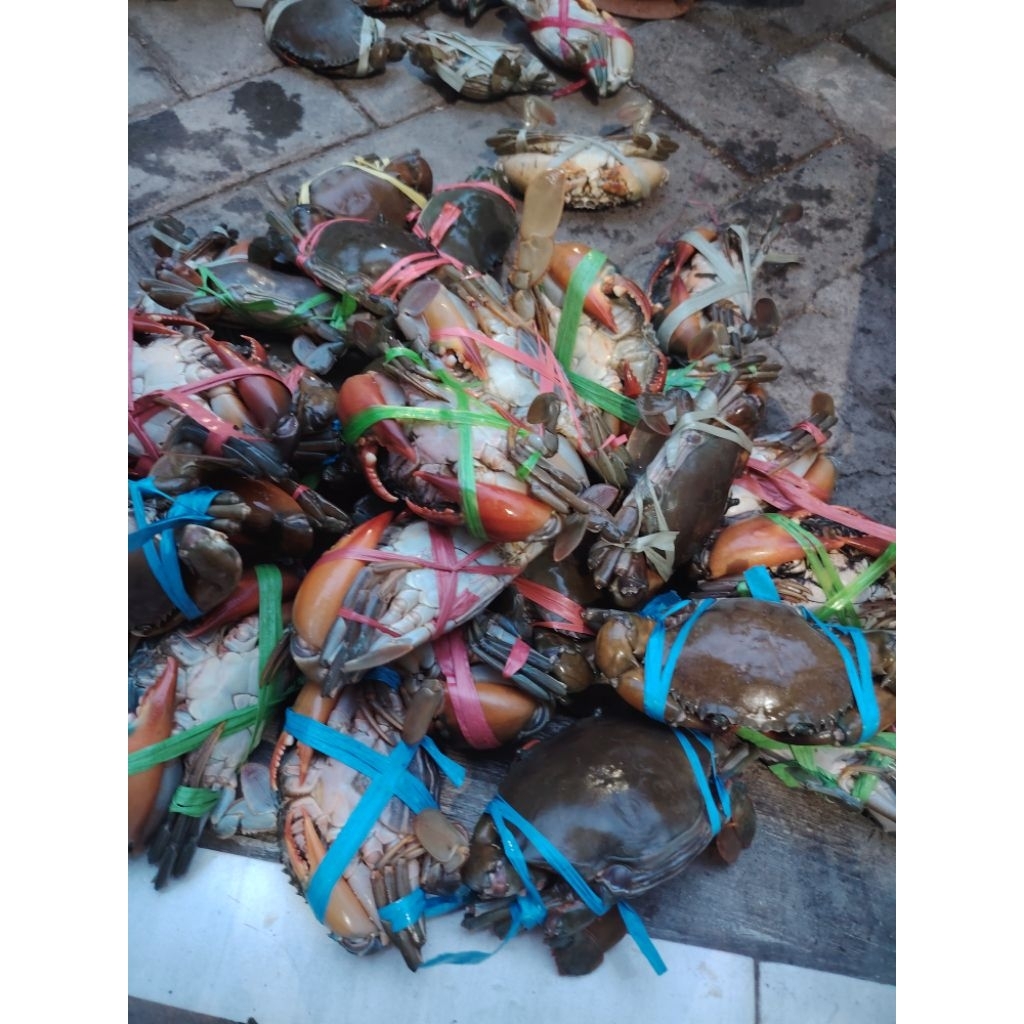 kepiting Bakau segar kepiting laut
