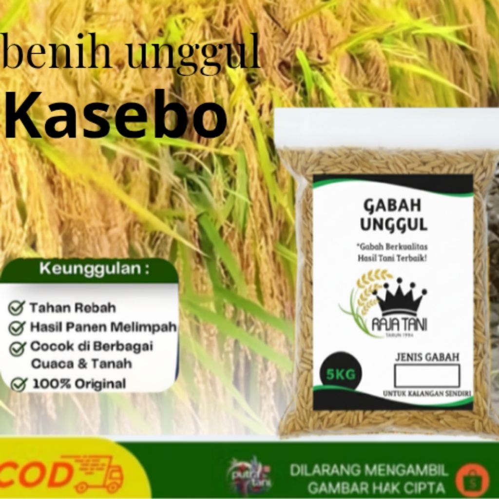 bibit padi benih padi unggul kasebo