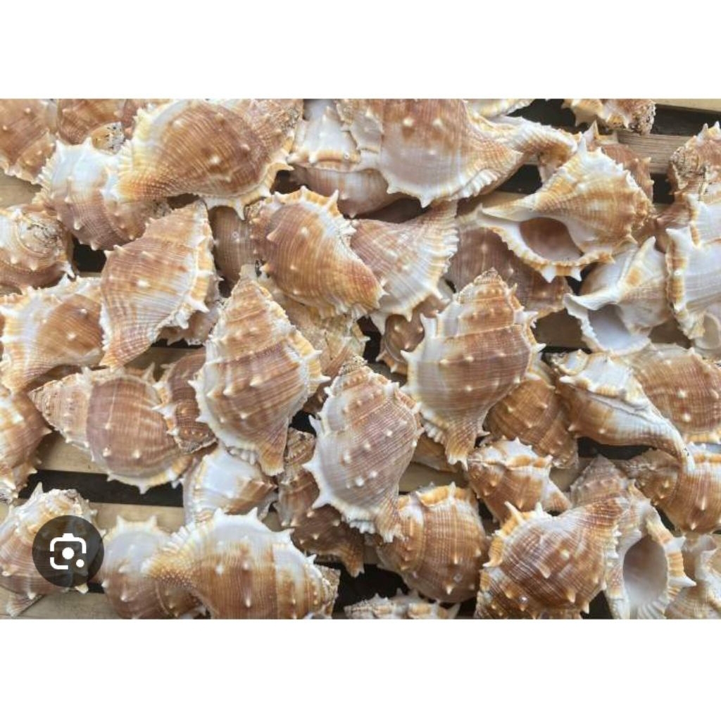 Cangkang keong turbo Bufonaria Rana Cangkang Kosong /15,Cangkang Random