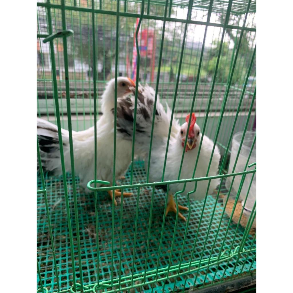 Ayam Hias Chabo Usia Remaja Bulu Putih Sepasang Indukan