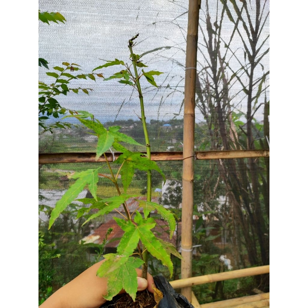 Bahan Bonsai Green Maple Japanese/ Acer Palmatum/ Japanese Maple