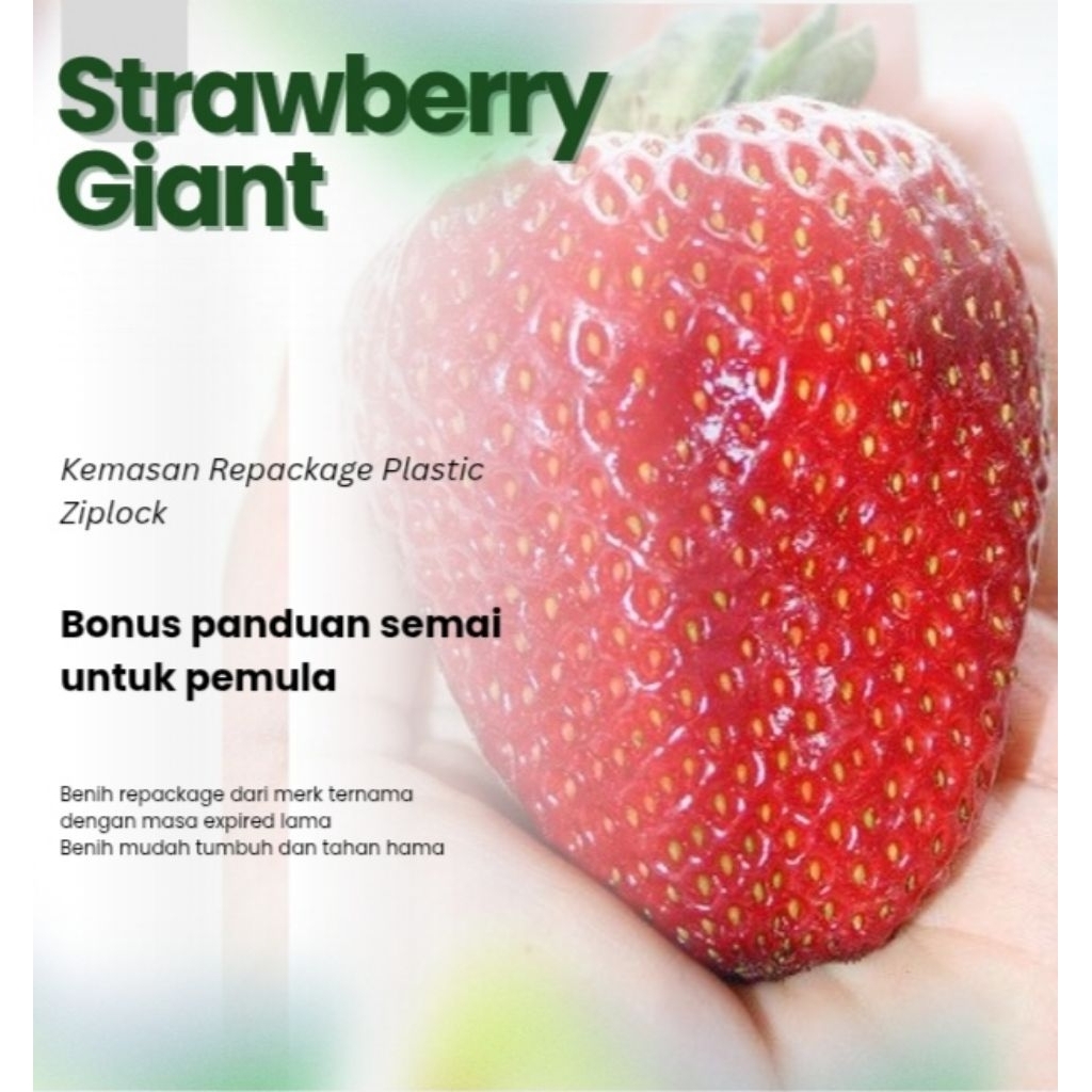 Benih Buah Strawberry Jumbo Unggul