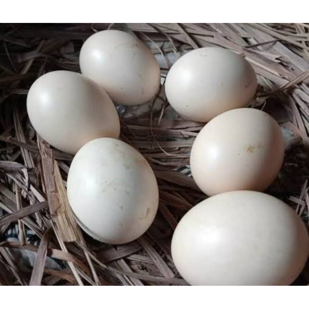 telur ayam bangkok isi 2 ekor lidi full ori