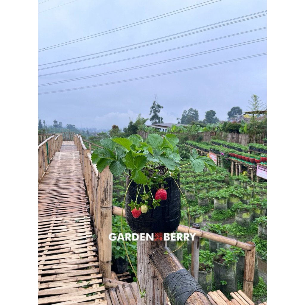 BIBIT STRAWBERRY MENCIR JUMBO BERBUAH