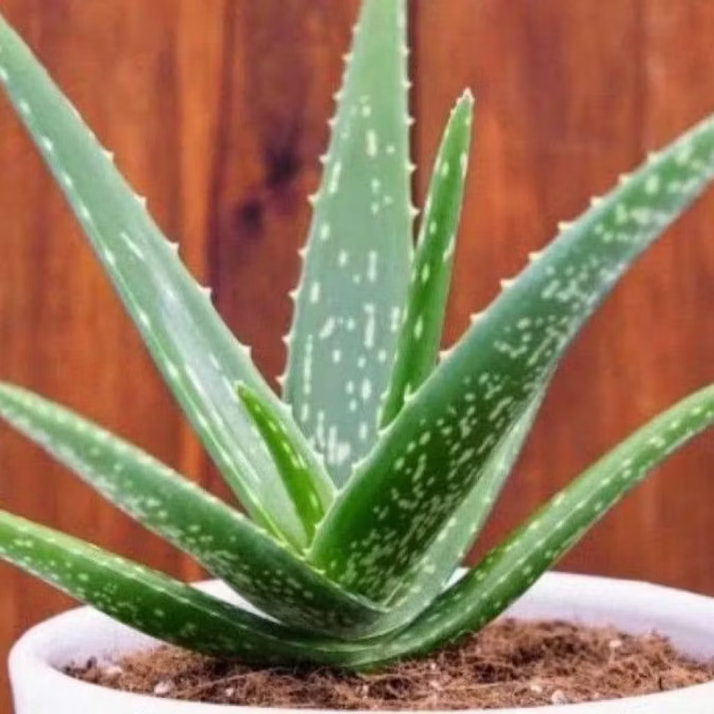 Tanaman lidah buaya tanaman herbal lidah buaya Tanaman Herbal Aloevera Lidah Buaya Bibit Tanaman Lid