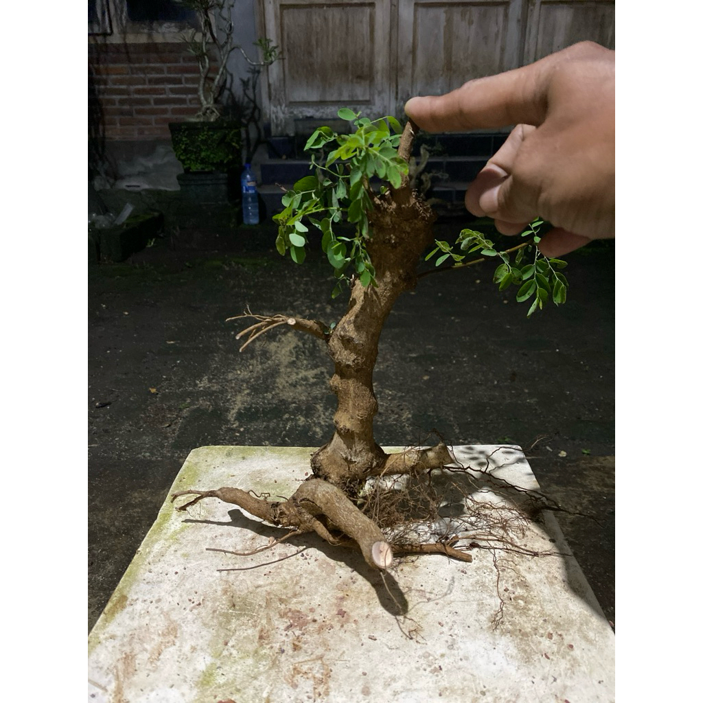 Bahan Bonsai Ileng-ileng / Mangsian / Pylantus reticulatus