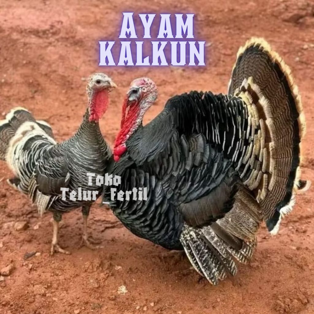 TELUR AYAM KALKUN FERTIL untuk ditetaskan