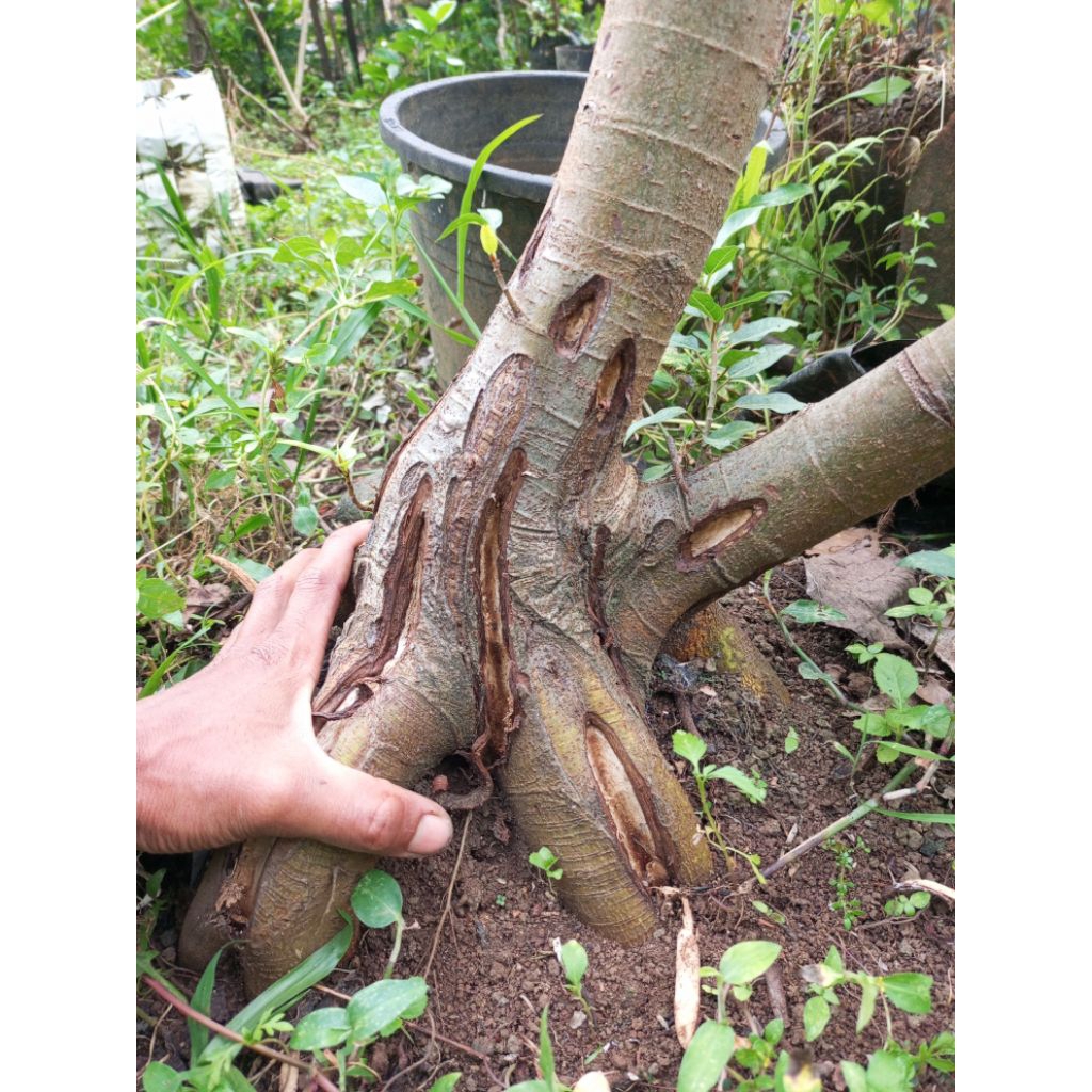 bahan bonsai loa bogel