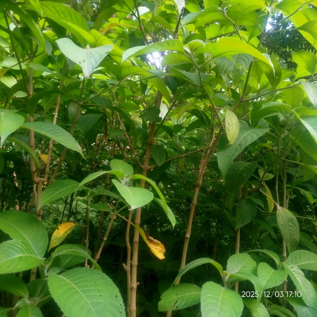 BIBIT TRICHANTERA GIGANTEA / PER 30 BATANG