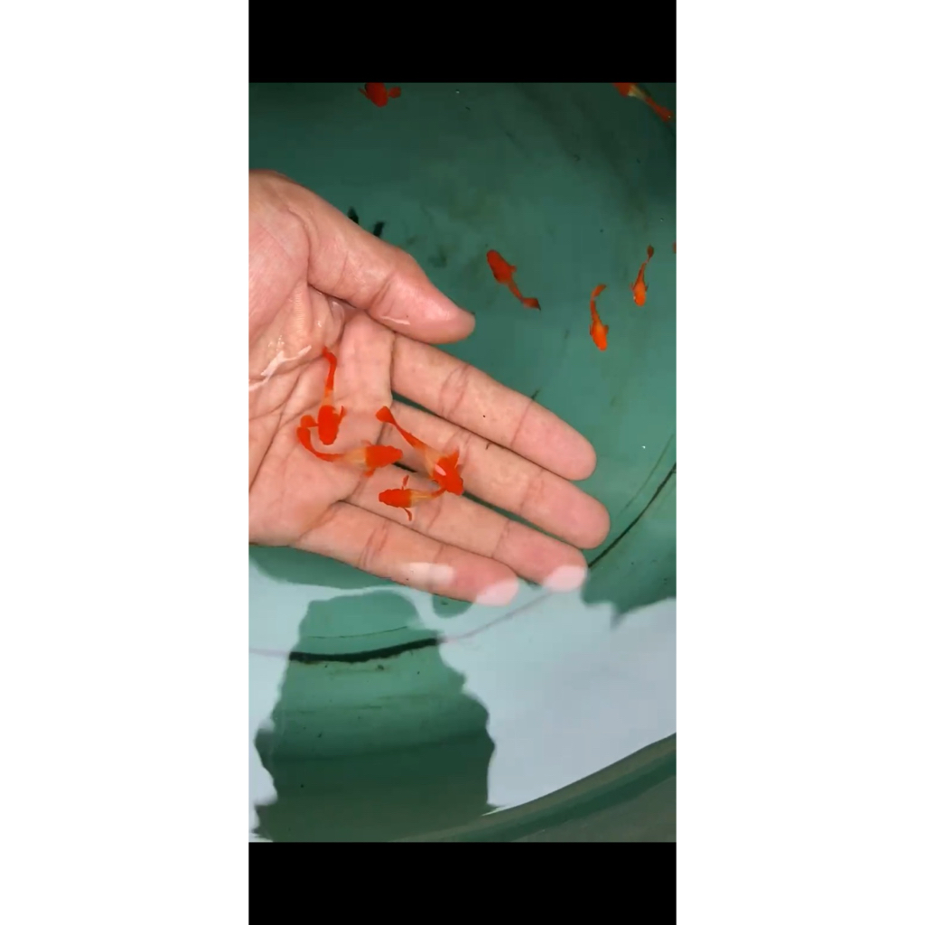 guppy albino koi red ear gen ribbon