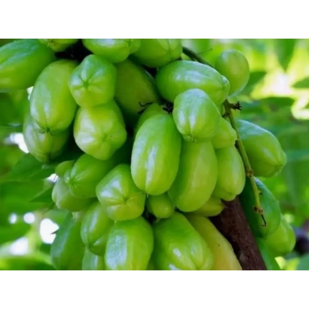 1 kg Belimbing wuluh