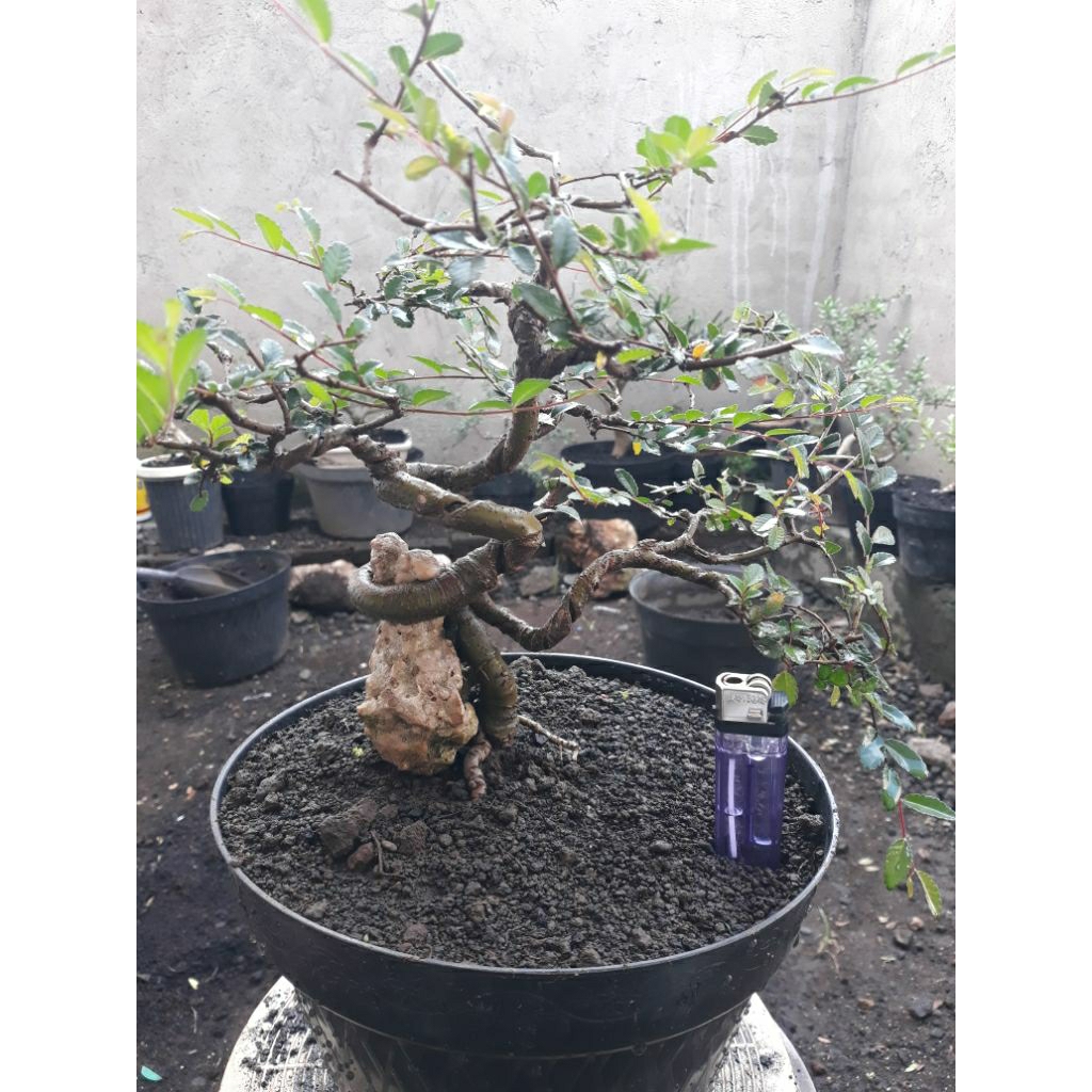Bonsai bahan ulmus micro Otr