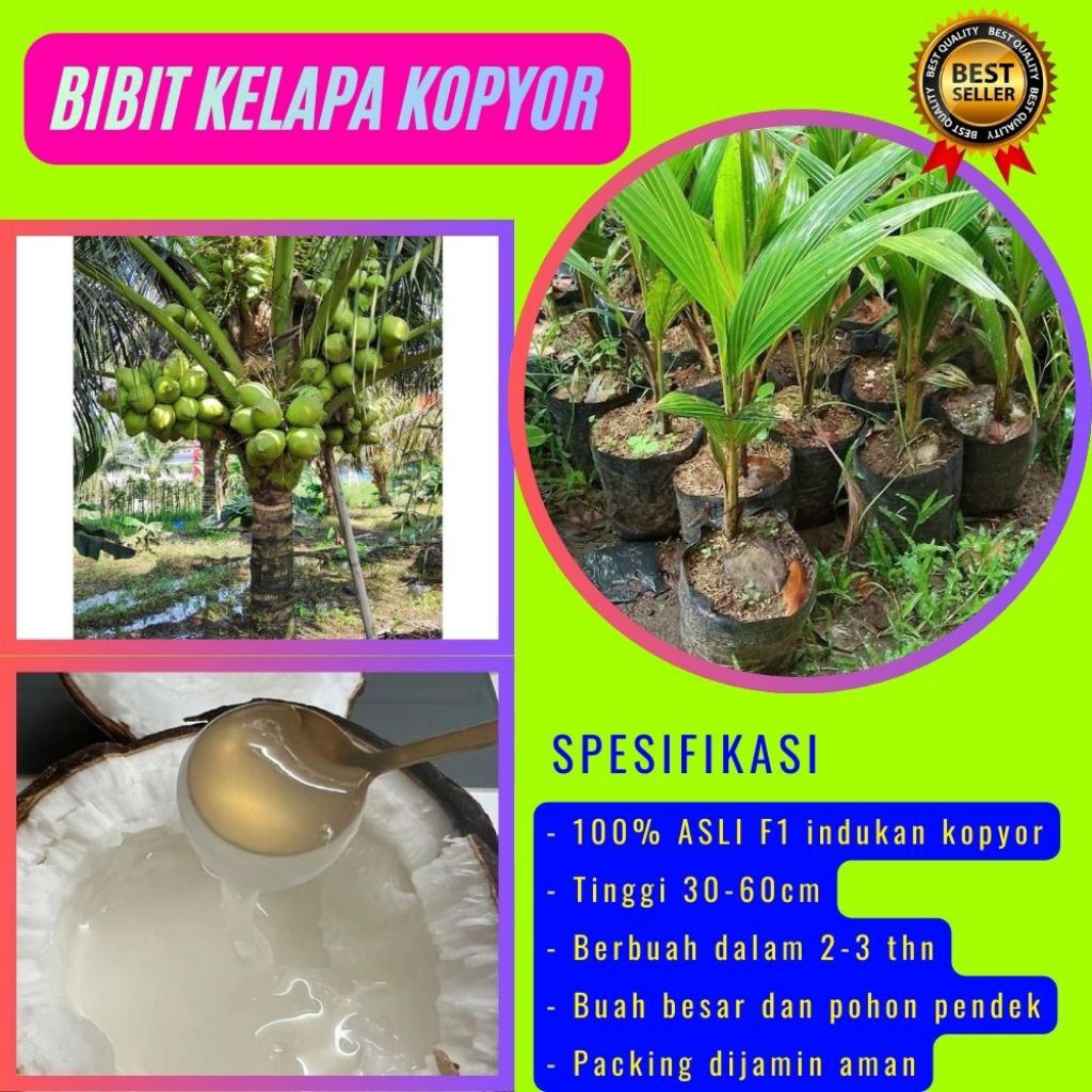 100 % ASLI  Pohon Kelapa Kopyor, Pohon Kelapa Kopyor Asli, Pohon Kelapa Kopyor Bersertifikat