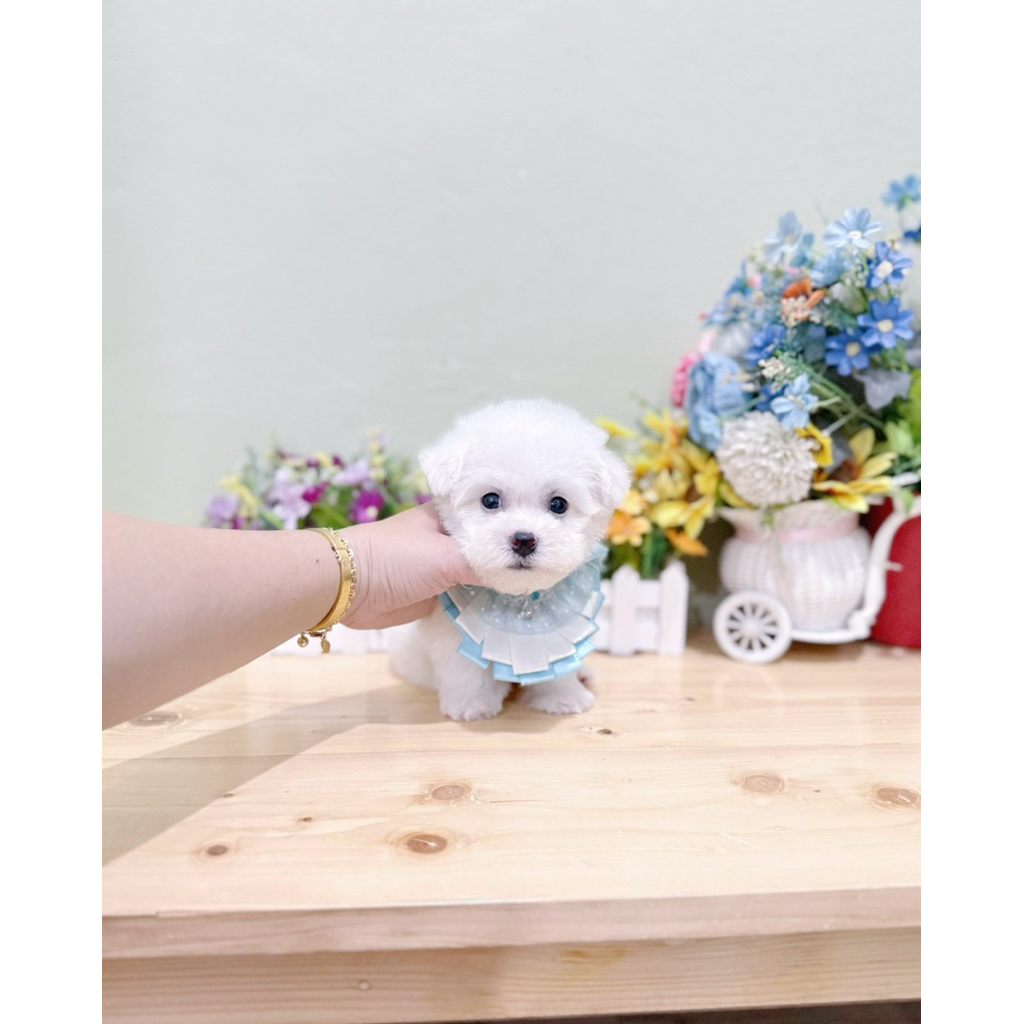 male korean mini bichon frise super cute face bloodline import korea