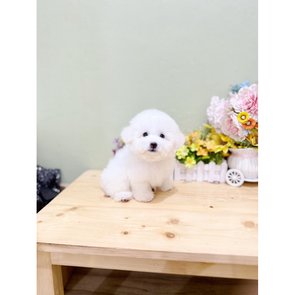 korean mini bichon male super cebol gembul bloodline import korea bichon frise mini