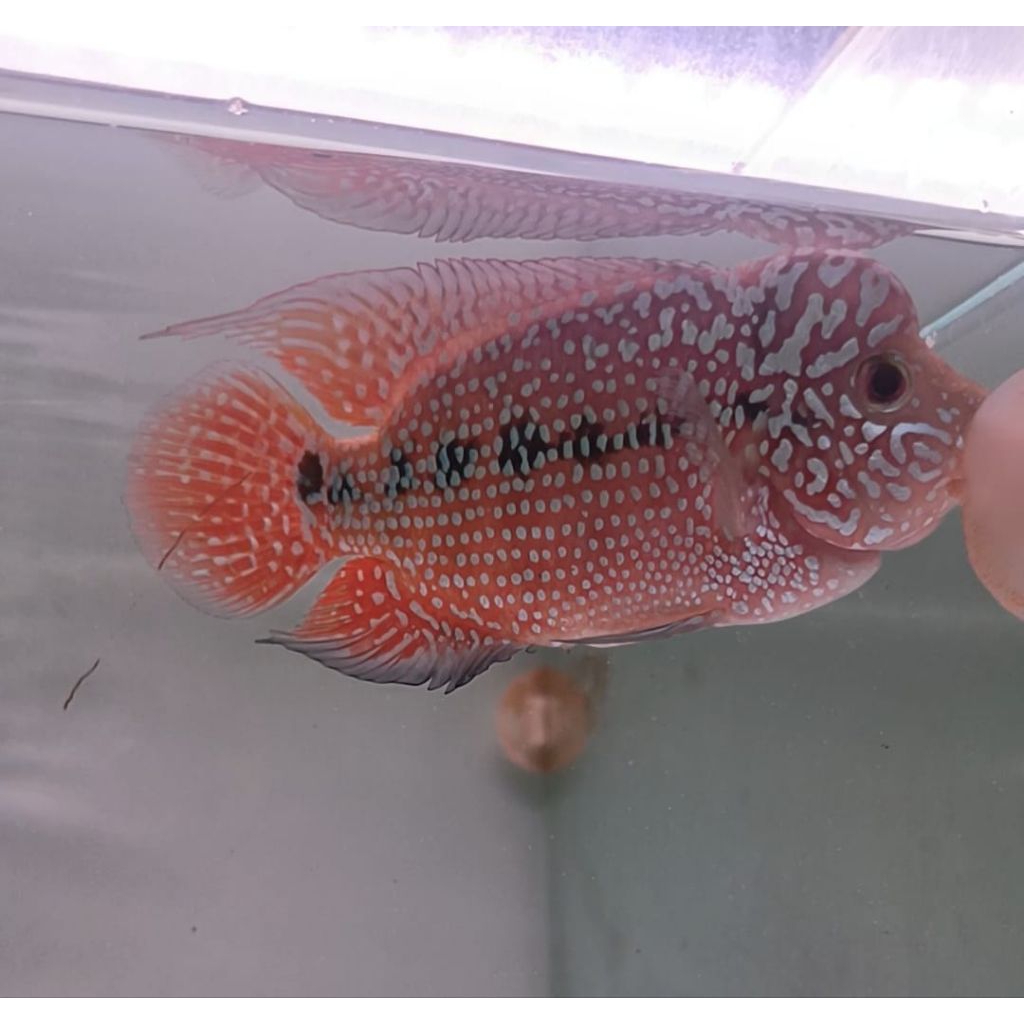 Ikan hias Louhan Kamfa ori Thailand ( KF01)