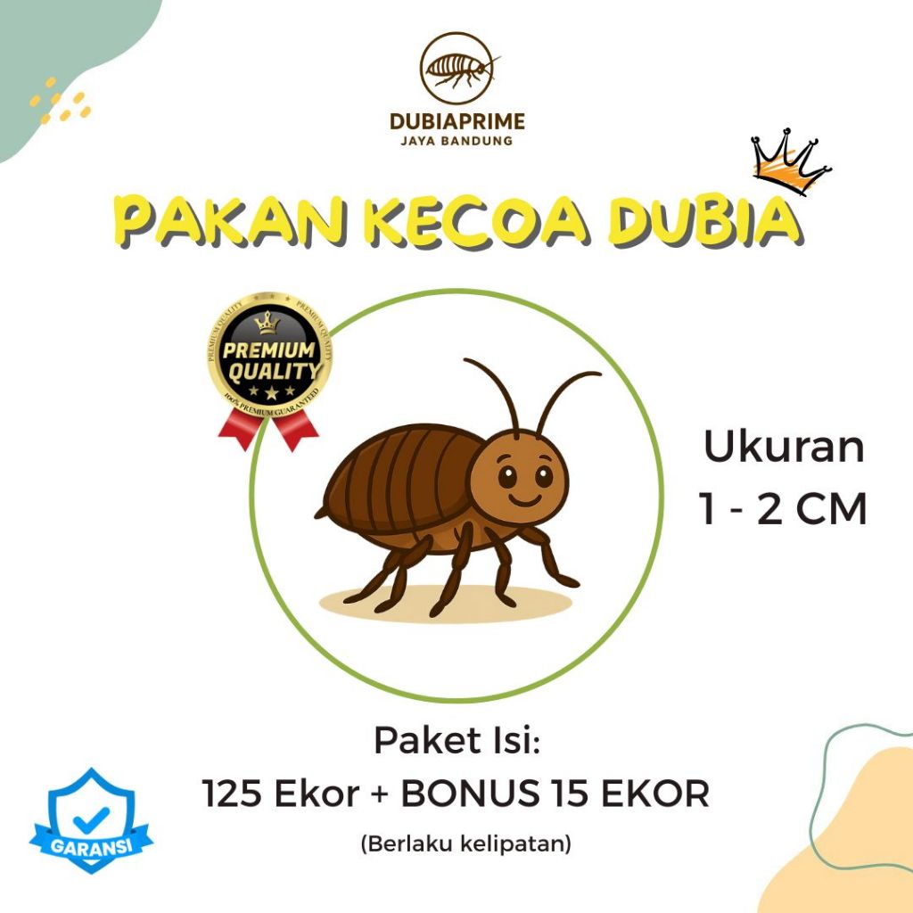 MURAHH PAKAN HIDUP KECOA DUBIA 1 - 2 CM (ISI 125 + BONUS 15 EKOR) JUJUR AMANAH BERGARANSI
