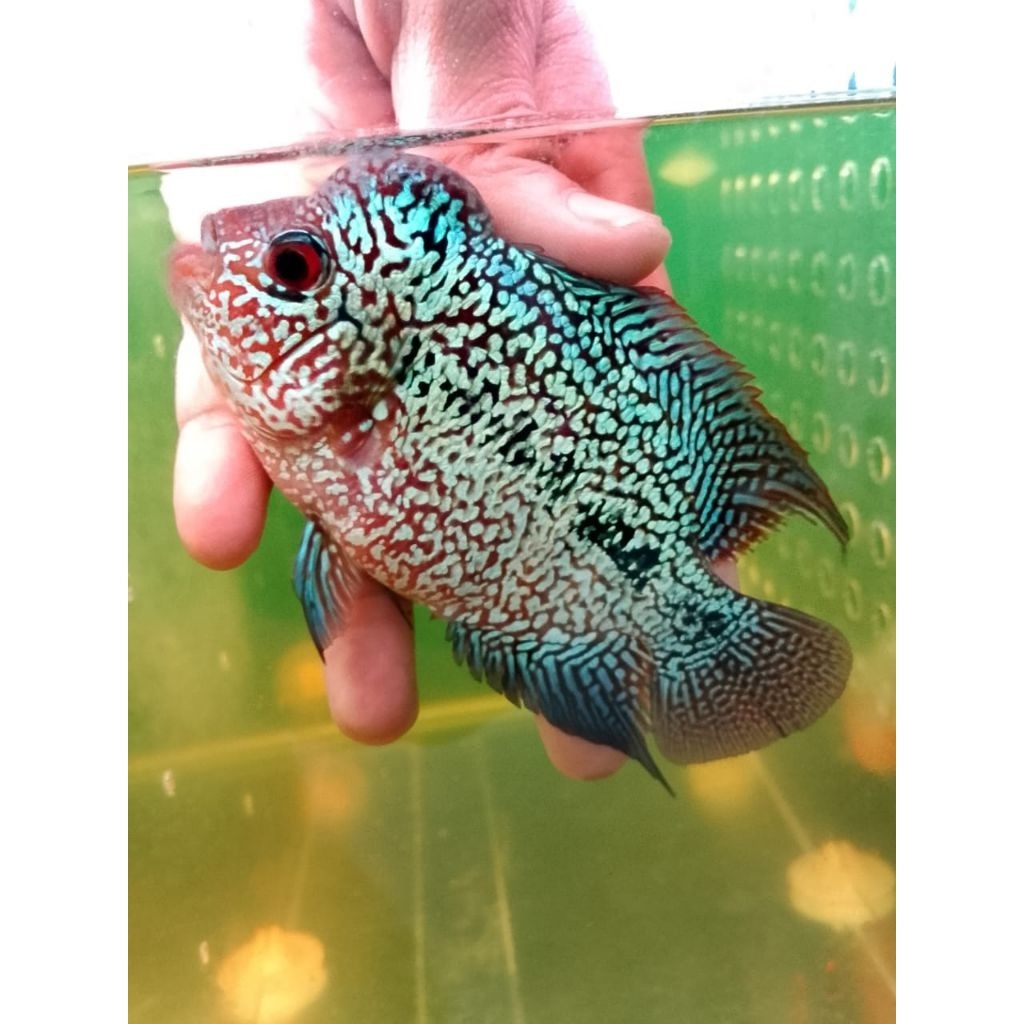 Lohan Kamfa f2 ORI Thailand