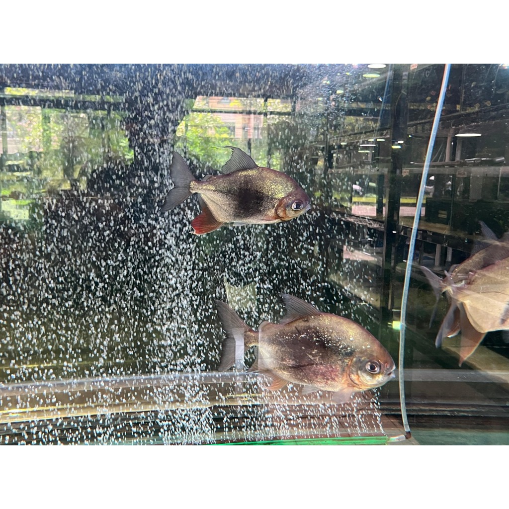 THIN BAR SILVER DOLLAR MYLEUS SCHOMBURGKII AIR TAWAR Pengiriman Instant & Same Day