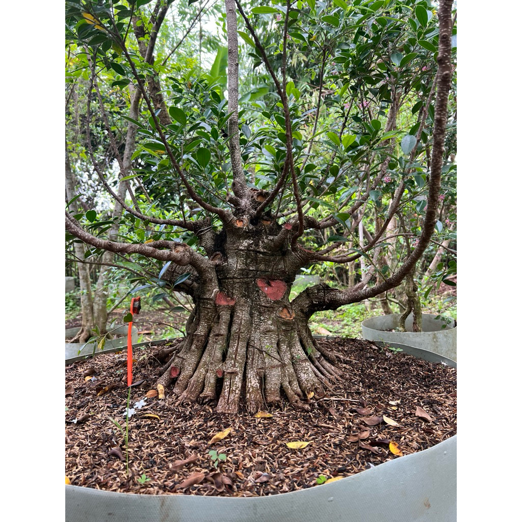 Bahan bonsai kimeng medium prospek