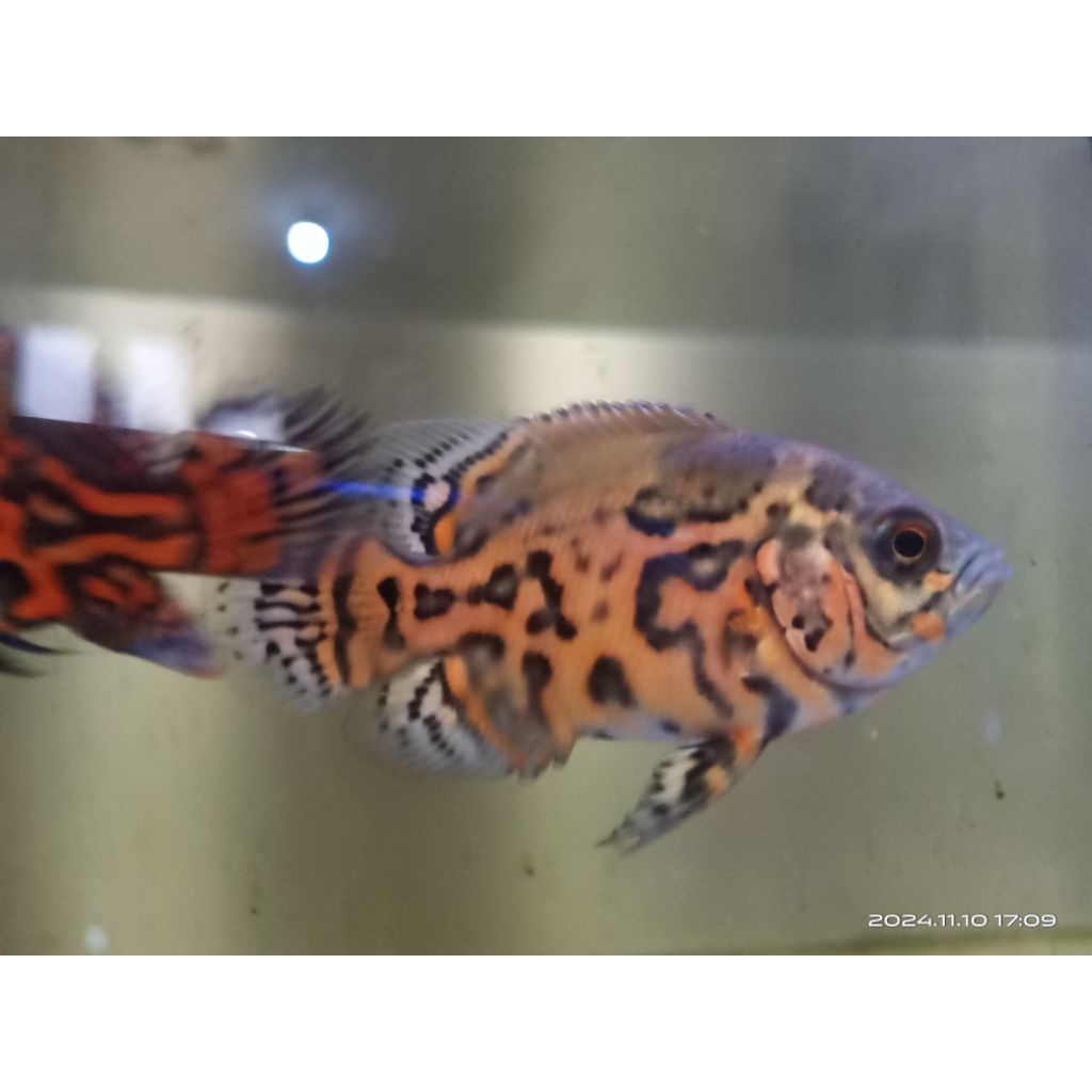 Oscar black nemo#rare item#original