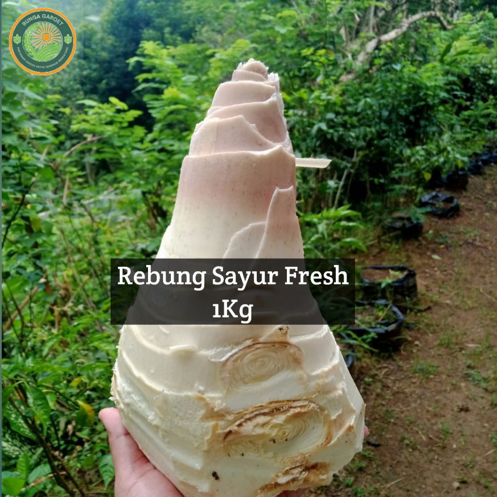 Rebung sayur Fresh / Rebung sayur Muda segar