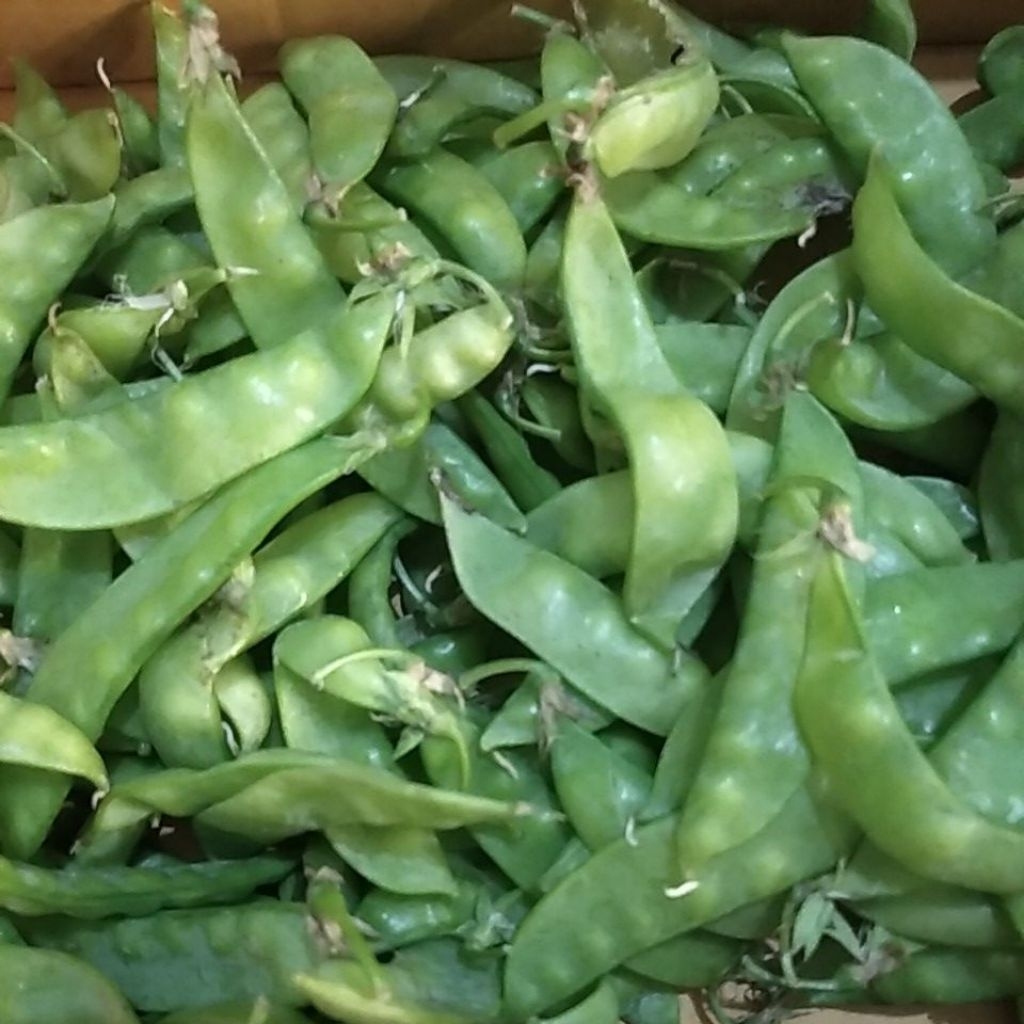 Sayur Ercis Arcis Kacangkapri segar