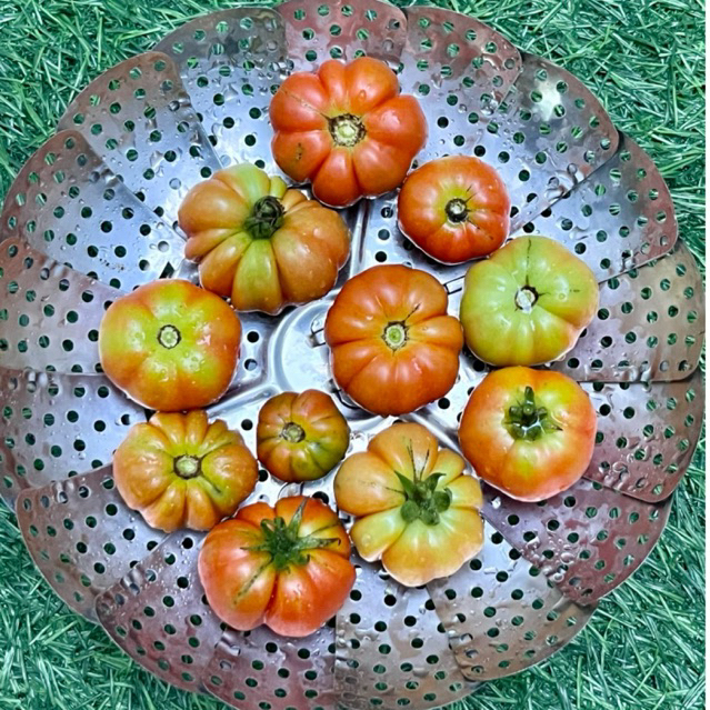 Tomat Ranti / Tomat Mawar / Tomat Sambel Tempong / Tomat Banyuwangi