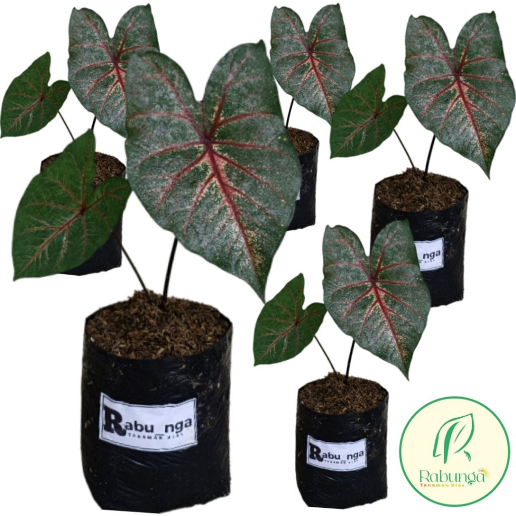 TANAMAN HIAS KELADI>KELADI TANAMAN HIAS >TANAMAN HIAS