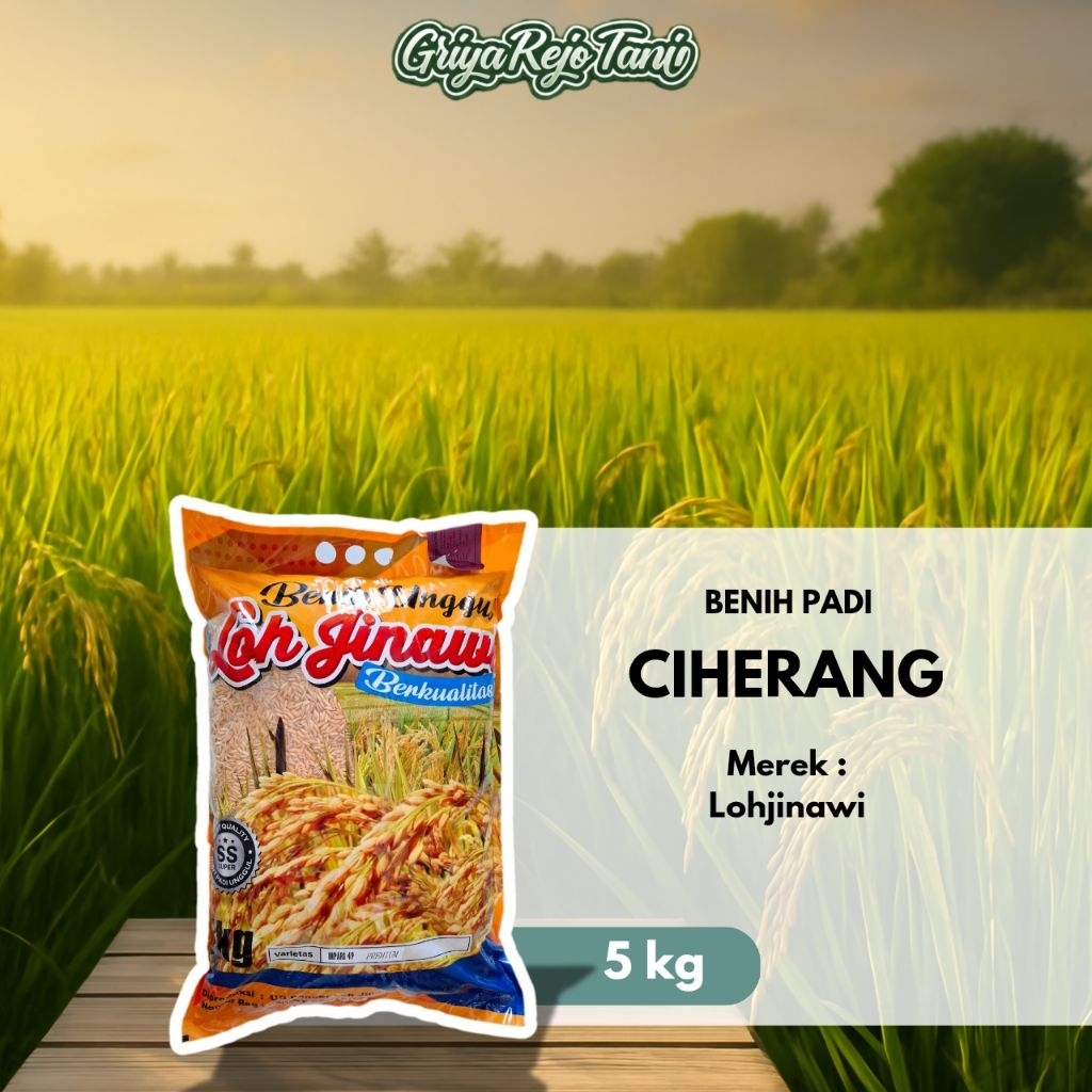 Benih padi CIHERANG 5KG - LOHJINAWI