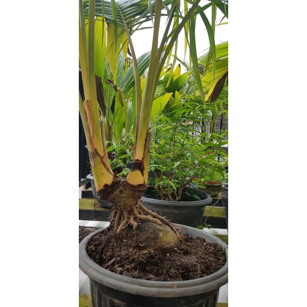 bahan bonsai kelapa cabang 2