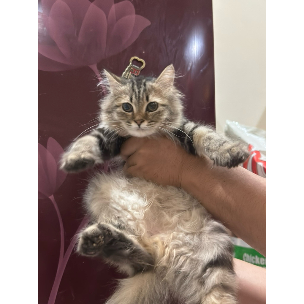 Kitten Persia Betina