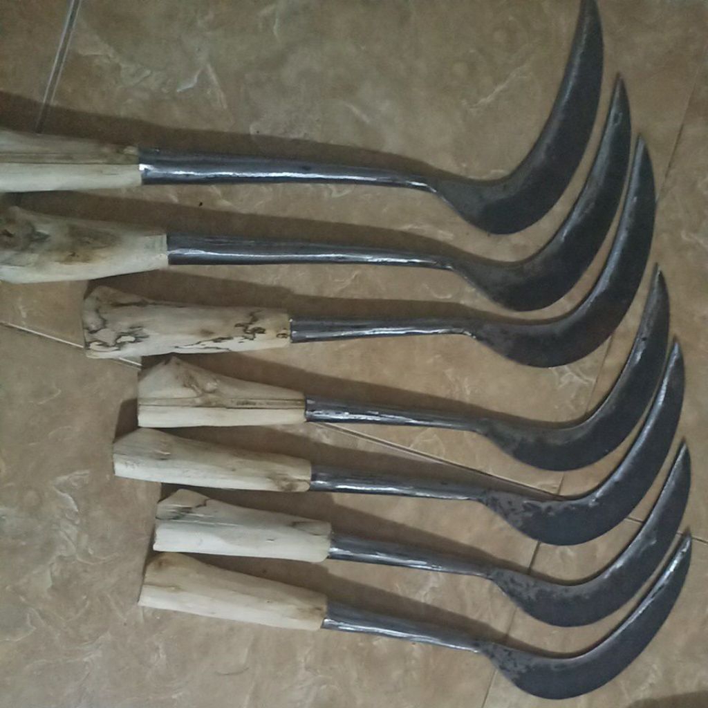 Alat ngarit Rumput. Arit Asli PER baja panjang sangat nyaman di gunakan untuk ngarit Asli Madura