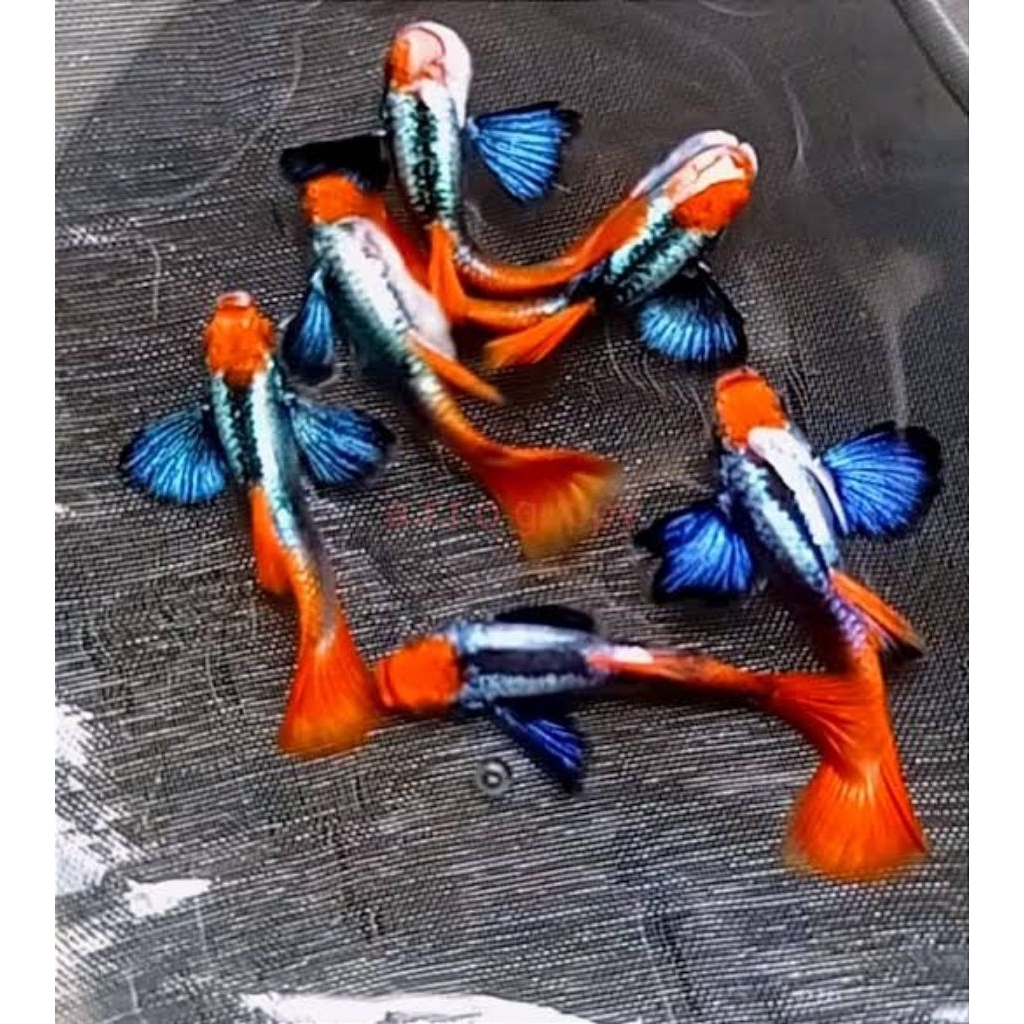 Sepasang Guppy Platinum RedTail Dumbo EAR KOI (PRDT KOI)