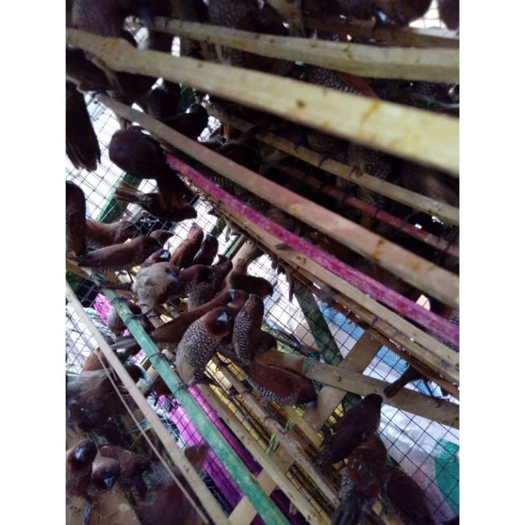 BURUNG EMPRIT WARNA WARNI CANTIK